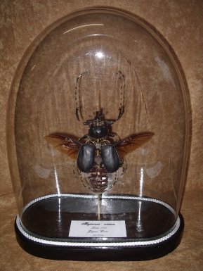 megasoma éclaté à la Beauchêne