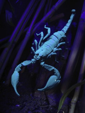 fluorescence chez les scorpions