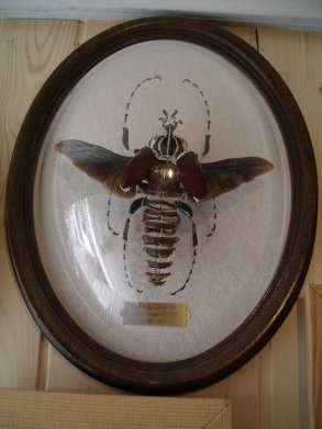 goliathus éclaté à la Beauchêne