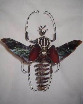 goliathus éclaté à la Beauchêne