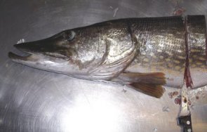 précaution pour la taxidermie des poissons