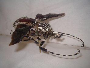 goliathus éclaté à la Beauchêne