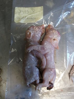 technique taxidermie cochon siamois