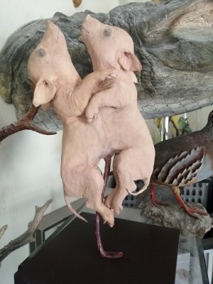 Petit cochon siamois naturalisé