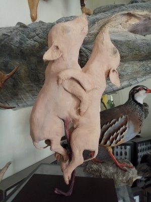 Petit cochon siamois naturalisé