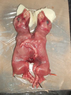 porcelet siamois