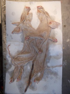 technique taxidermie cochon siamois