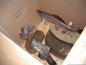 l'Art de la taxidermie