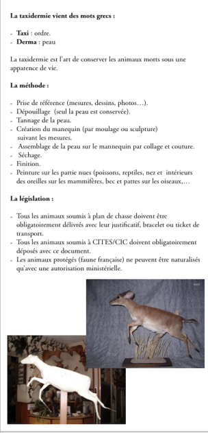 naturaliste-taxidermiste