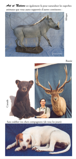 taxidermiste faune française