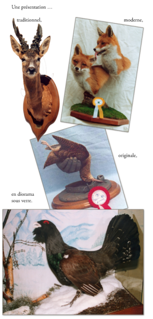 belle taxidermie