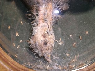 taxidermie, protection des collections