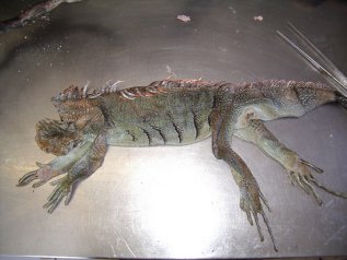 naturalisation iguane