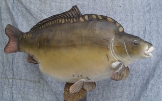 carpe 110 cm, vente