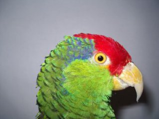 La taxidermie des oiseaux, en photos