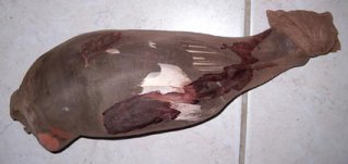 précaution pour la taxidermie des oiseaux