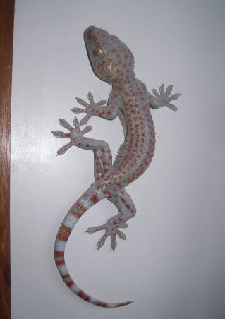 gecko tokay, vente