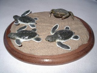 bébé tortue marine, vente
