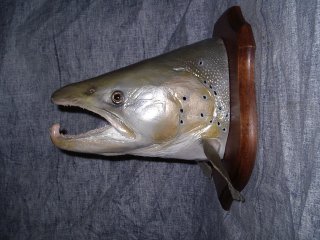 pêche et taxidermie