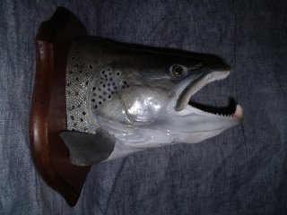 ichtyo-taxidermie ou la taxidermie des poissons