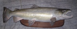 truite de lac 1,10 m pour 14 kg