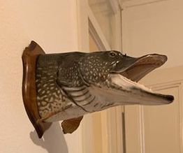Brochet record