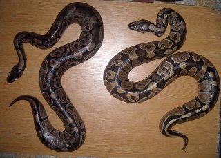 naturalisation python
