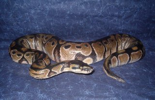 naturalisation python
