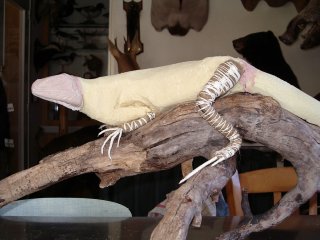 taxidermei d'un iguane