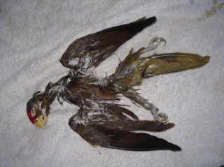 naturalisation des oiseaux