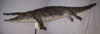 Crocodylus niloticus et taxidermie