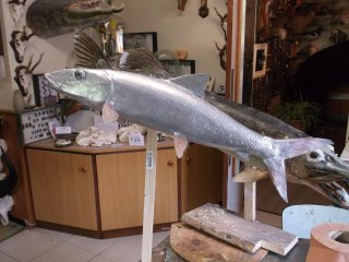 taxidermie du bonefish