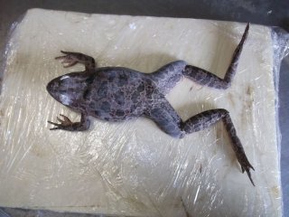moulage grenouille, en photo