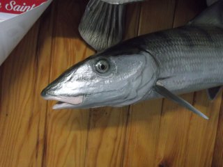 bonefish