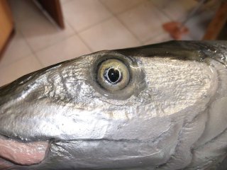 taxidermie du bonefish
