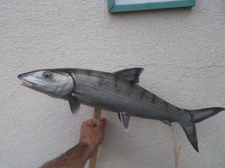 bonefish
