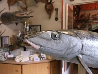 moulage du bonefish