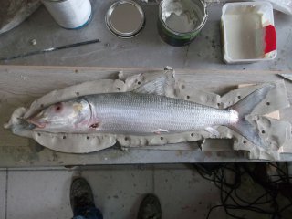 Moulage d'un poisson
