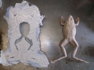 moulage amphibien, en photo