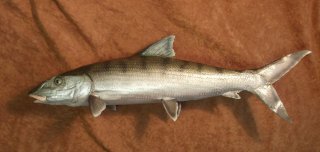 taxidermie du bonefish