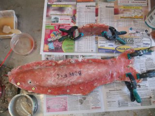 taxidermie-moulage du poisson