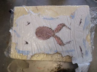 moulage grenouille