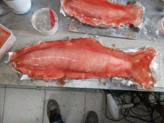 moulage du poisson