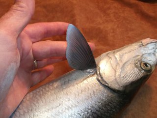 moulage du bonefish