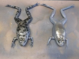 moulage amphibien, en photo