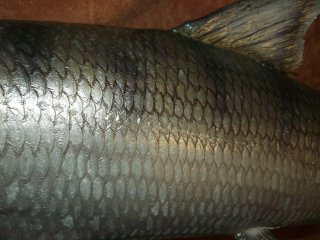 moulage du bonefish