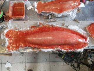 taxidermie-moulage du poisson