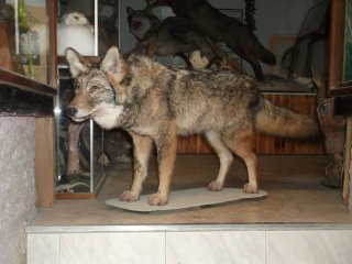 coyotte, vente
