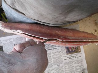 taxidermie-moulage