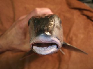 taxidermie